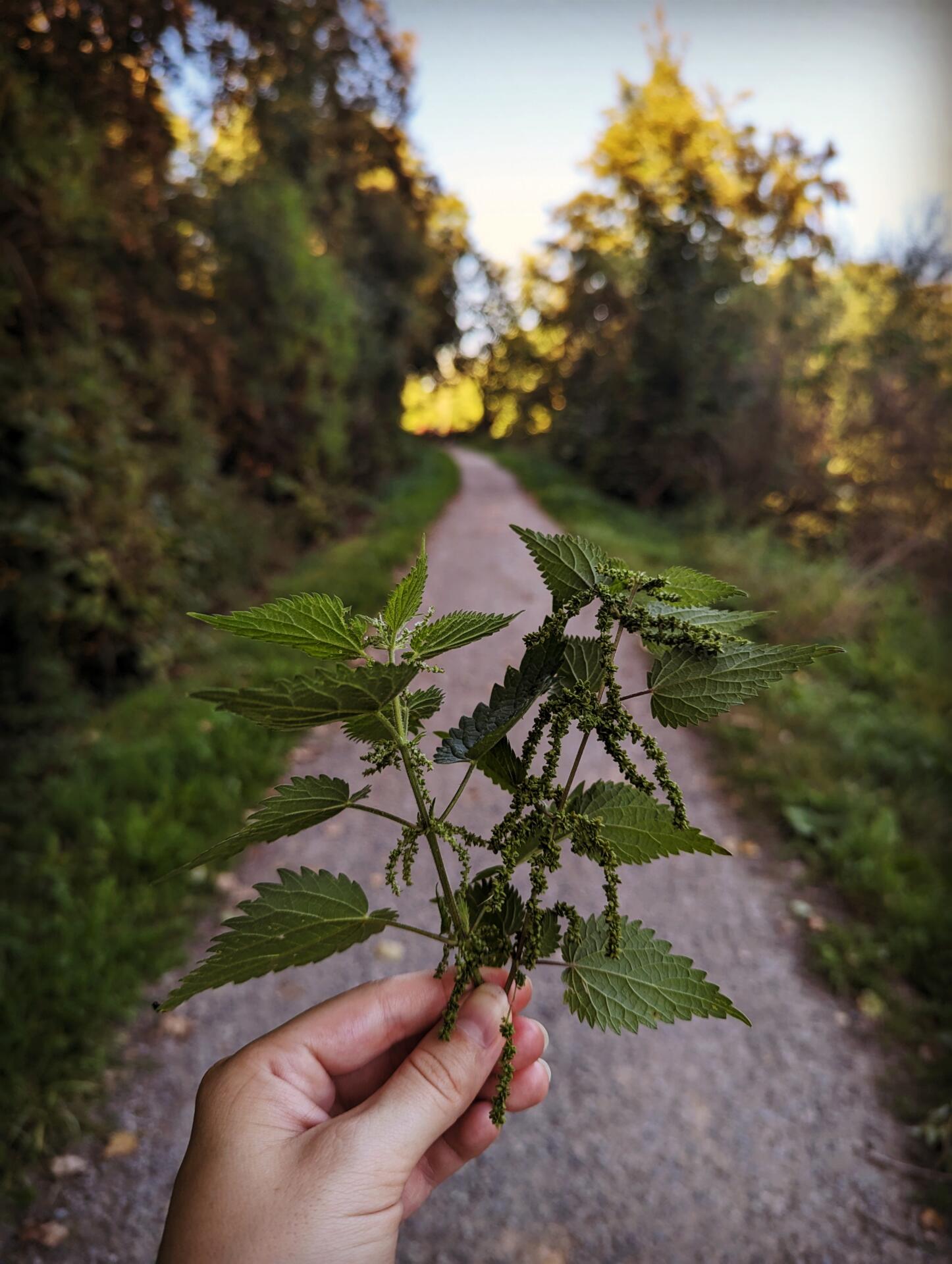 Eine heimische Brennessel auf der die Samen gut zu sehen sind. Brennesselsamen sind ein Superfood.