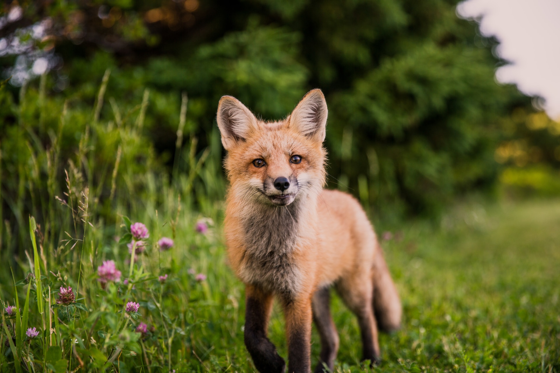 Ein Rotfuchs der durch die Natur läuft. Thematisiert in einem Beitrag zum Fuchsbandwurm