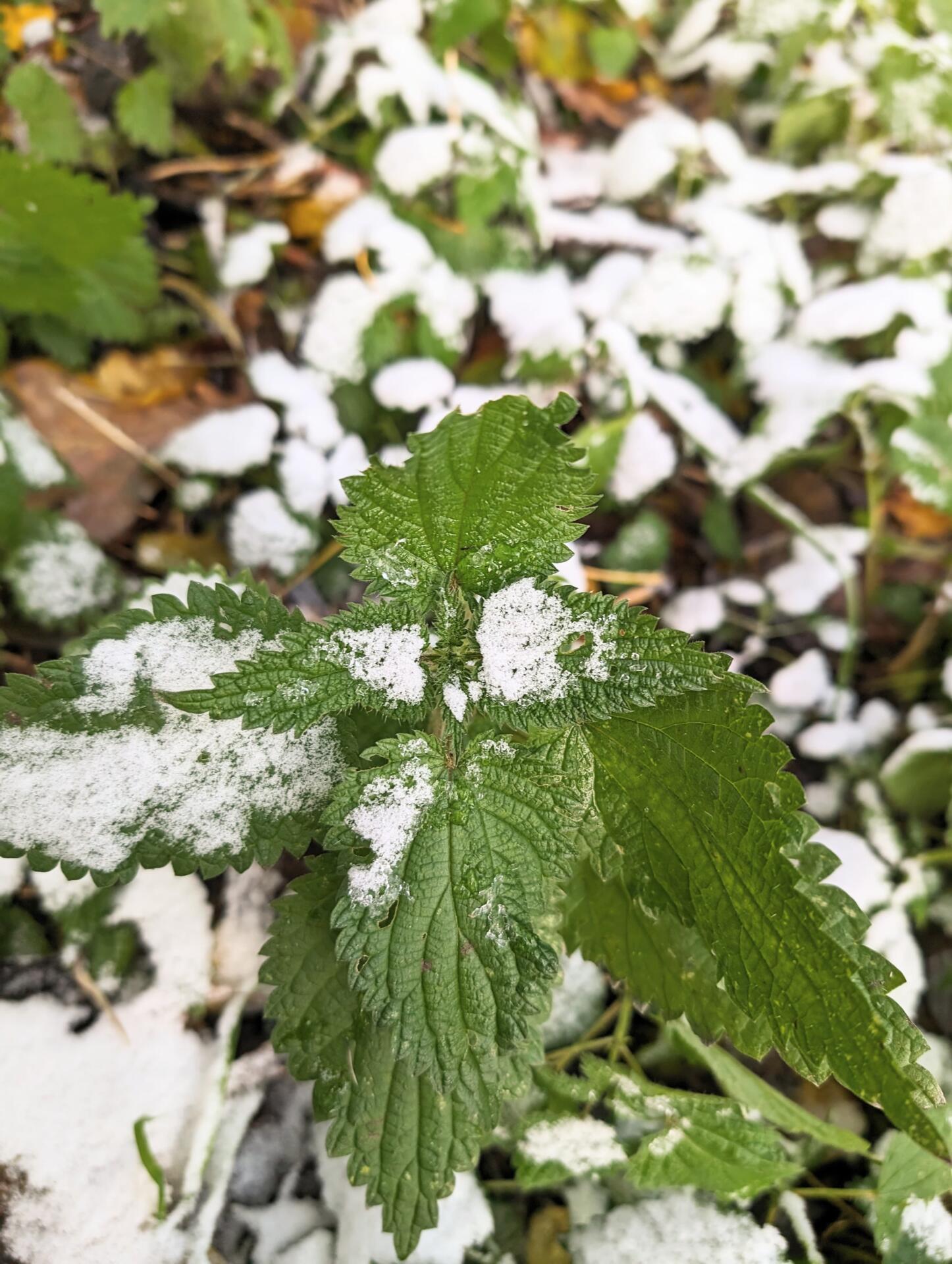 Eine im Winter aufgenommene, schneebedeckte Brennnessel.