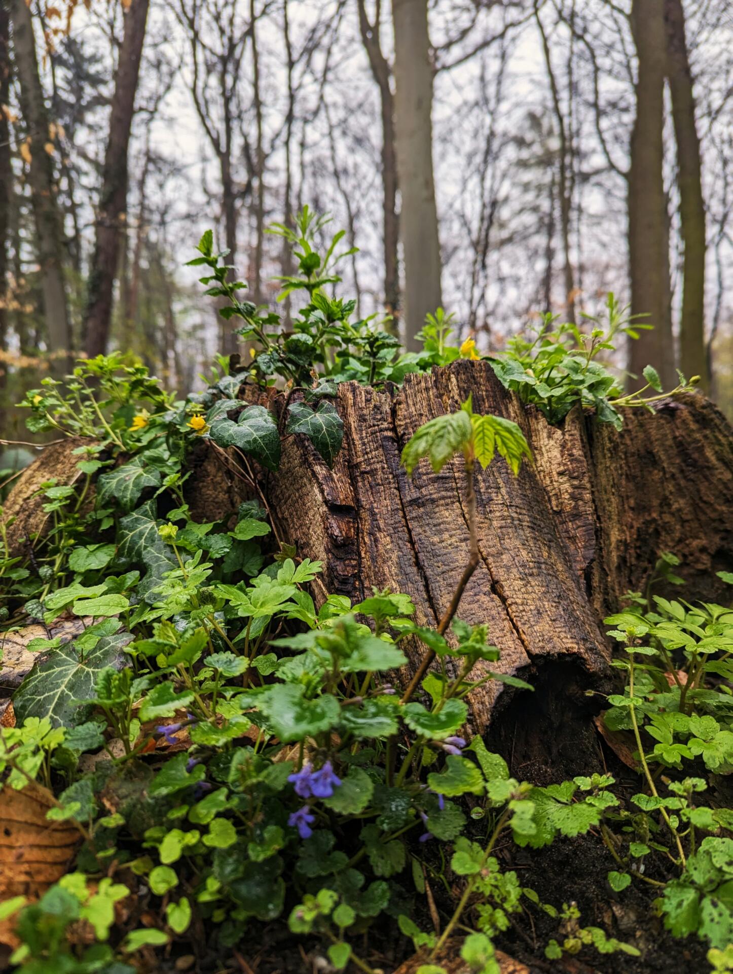 Ein Baumstumpf umgeben von Wildkräutern