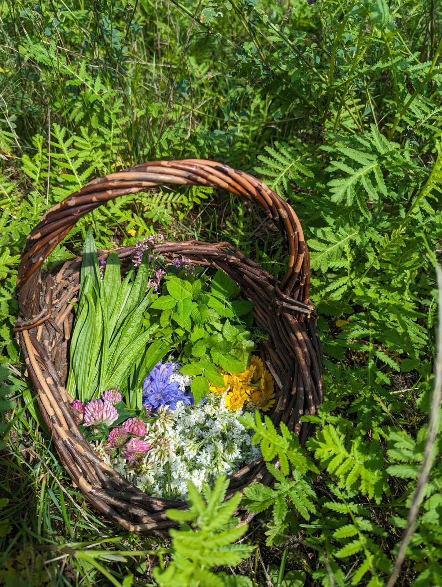 Ein Korb voll mit Wildkräutern und Blüten