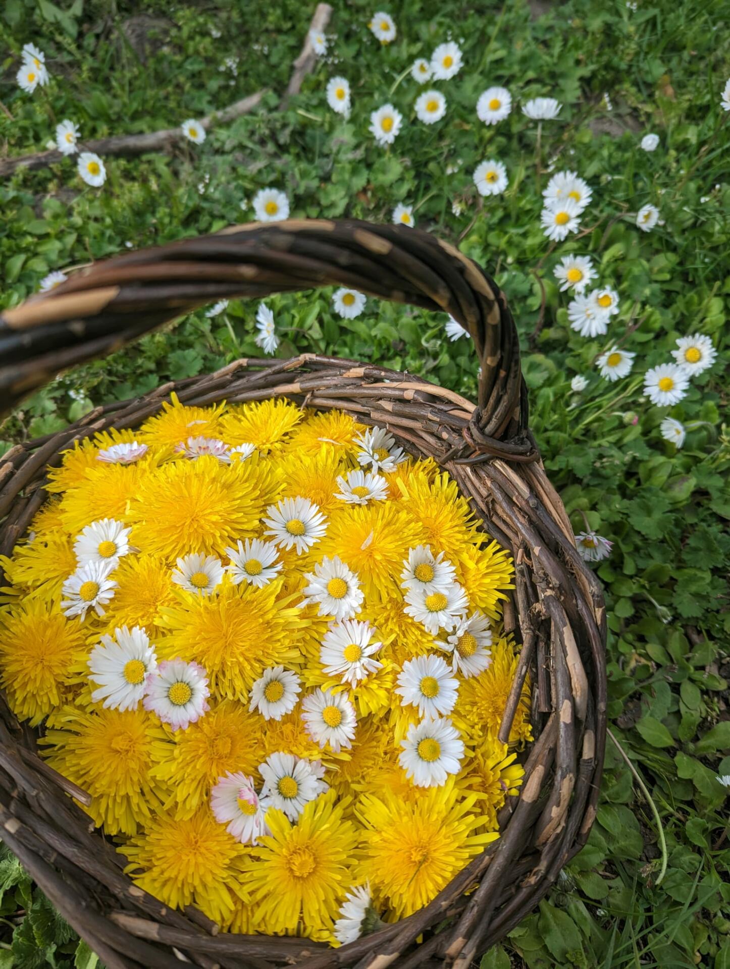 Ein Wildkräuterkorb mit Löwenzahnblüten und Gänseblümchen