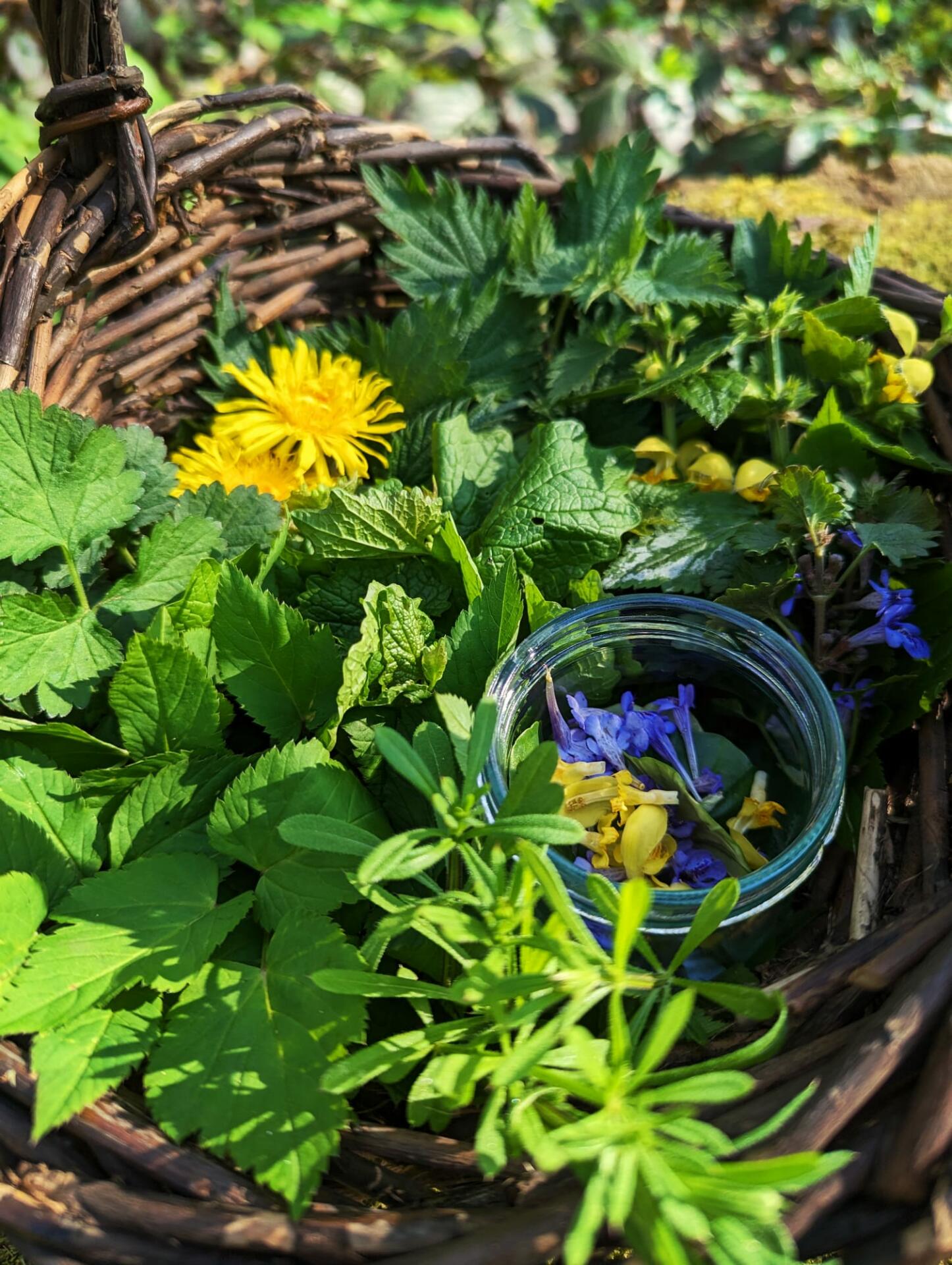 Ein Weidenkörbchen mit verschiedenen Wildkräutern und Blüten gefüllt.