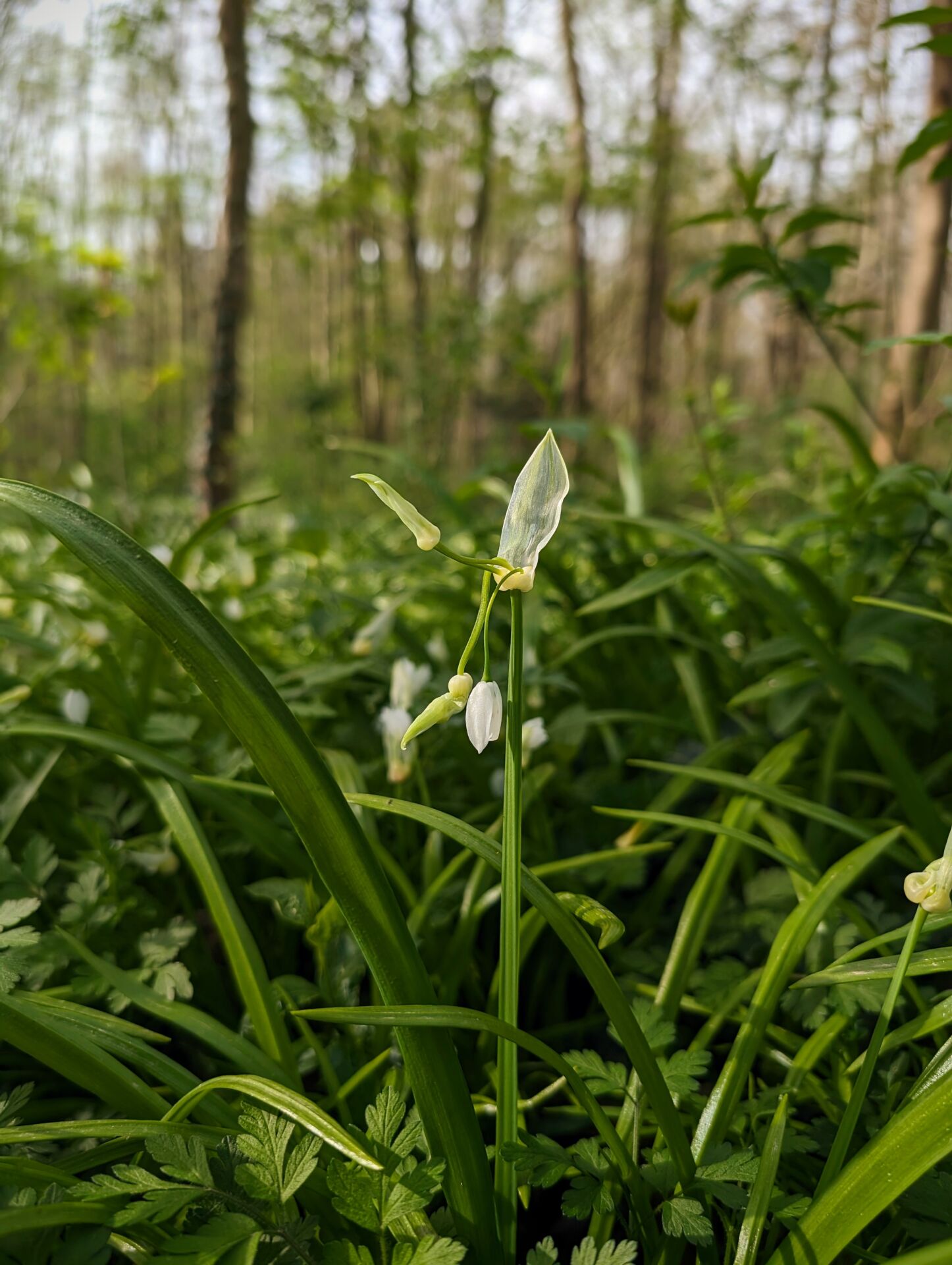 Wunderlauch Blüte