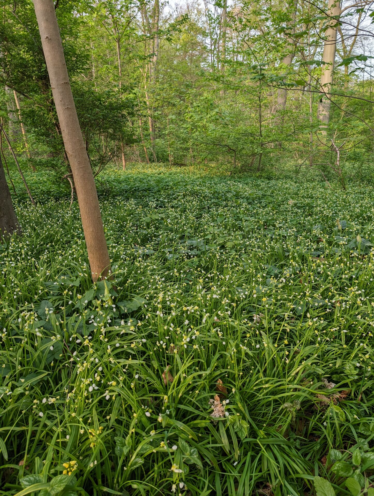 Wunderlauchfeld im Wald