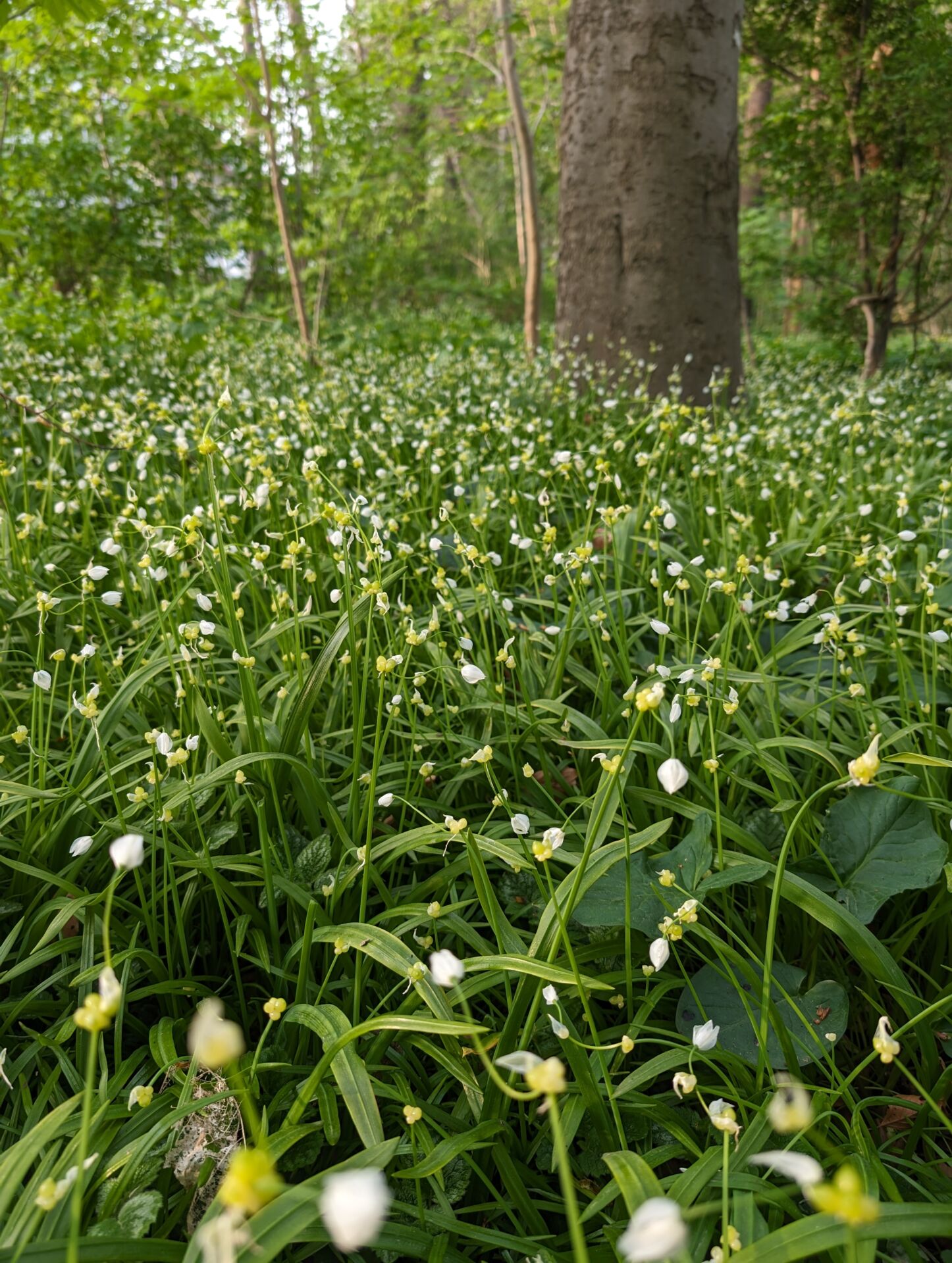 Wunderlauchfeld mit Blüten