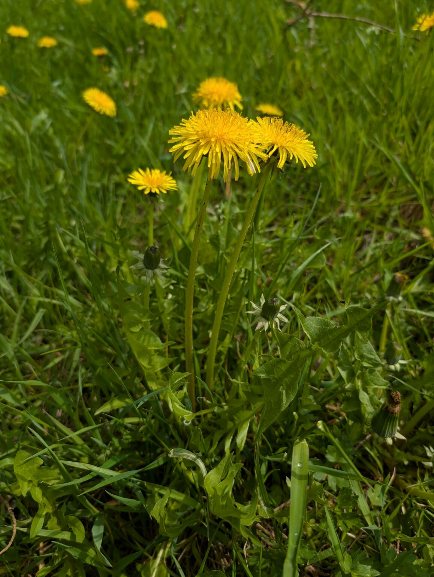 Eine Löwenzahnpflanze auf einer Wiese