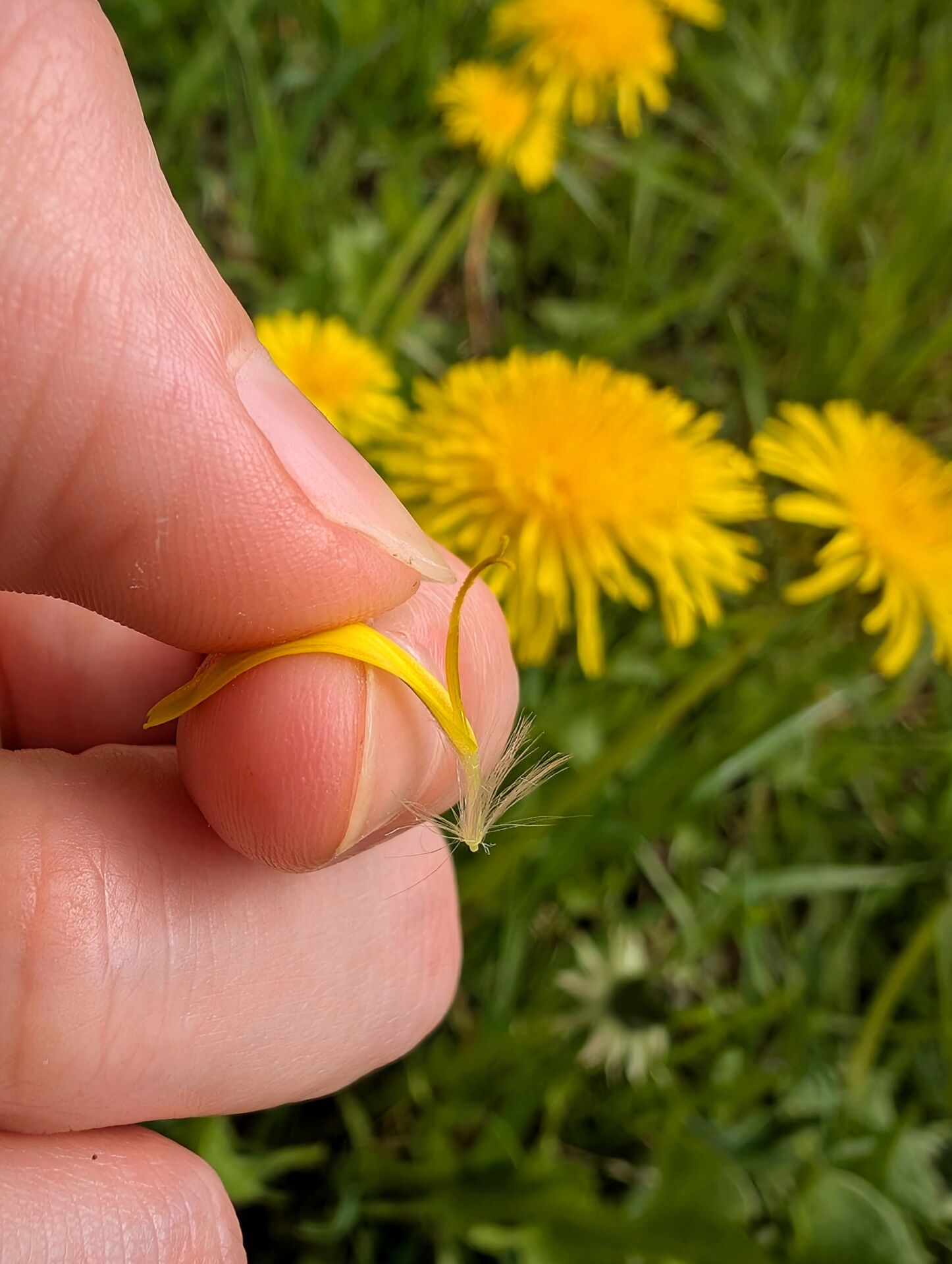 Eine einzelne Zungenblüte des Löwenzahns