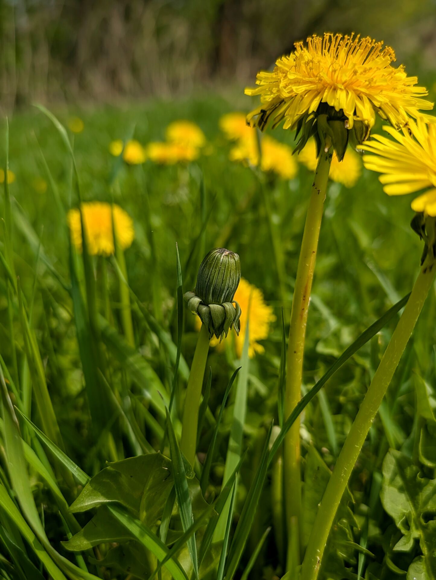 Geschlossene Löwenzahnblüte im Fokus zwischen blühendem Löwenzahn