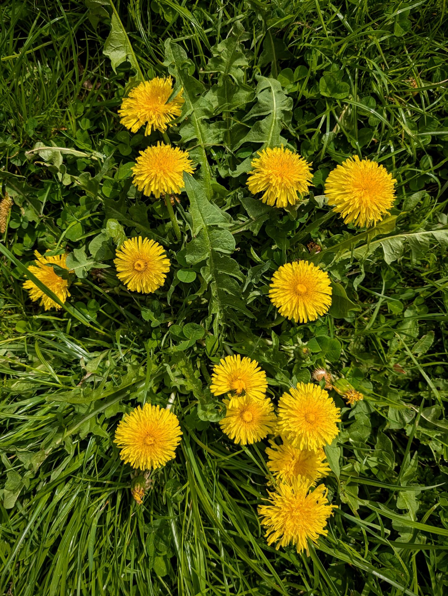 Löwenzahn von oben fotografiert auf einer Wiese