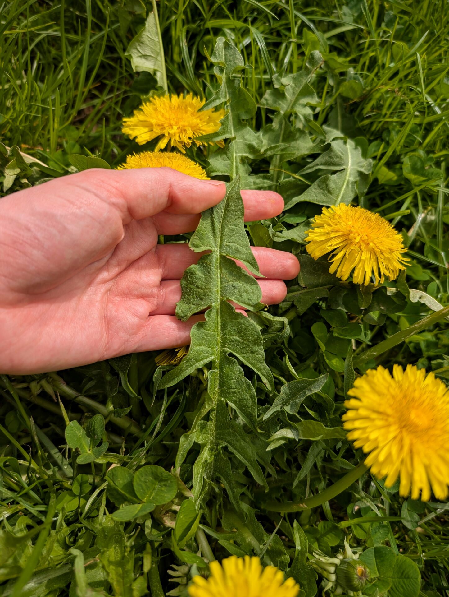 Ein Löwenzahnblatt im Fokus mit Blüten drumrum