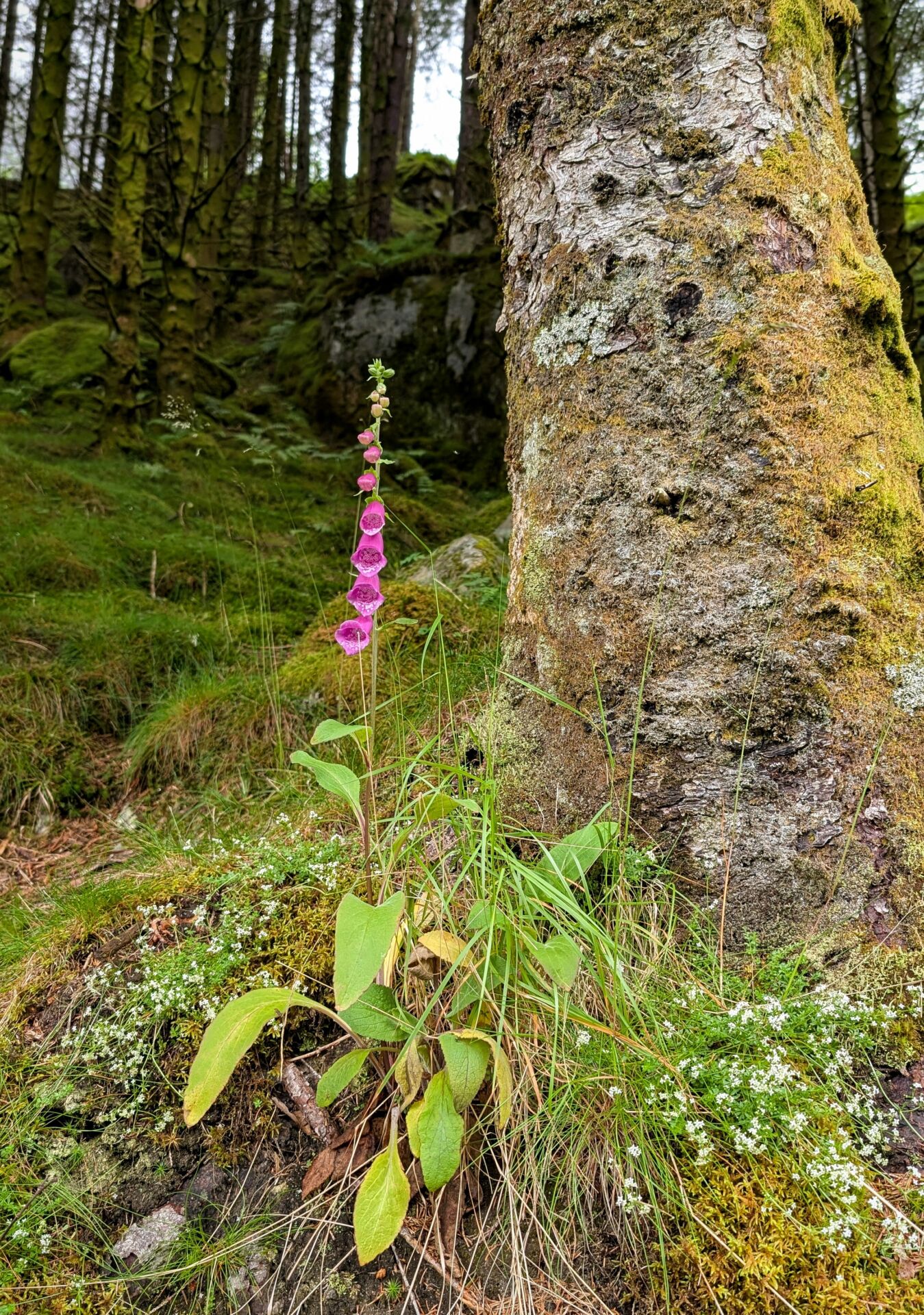 Eine Pflanze des roten Fingerhuts neben einem Baum im Moos