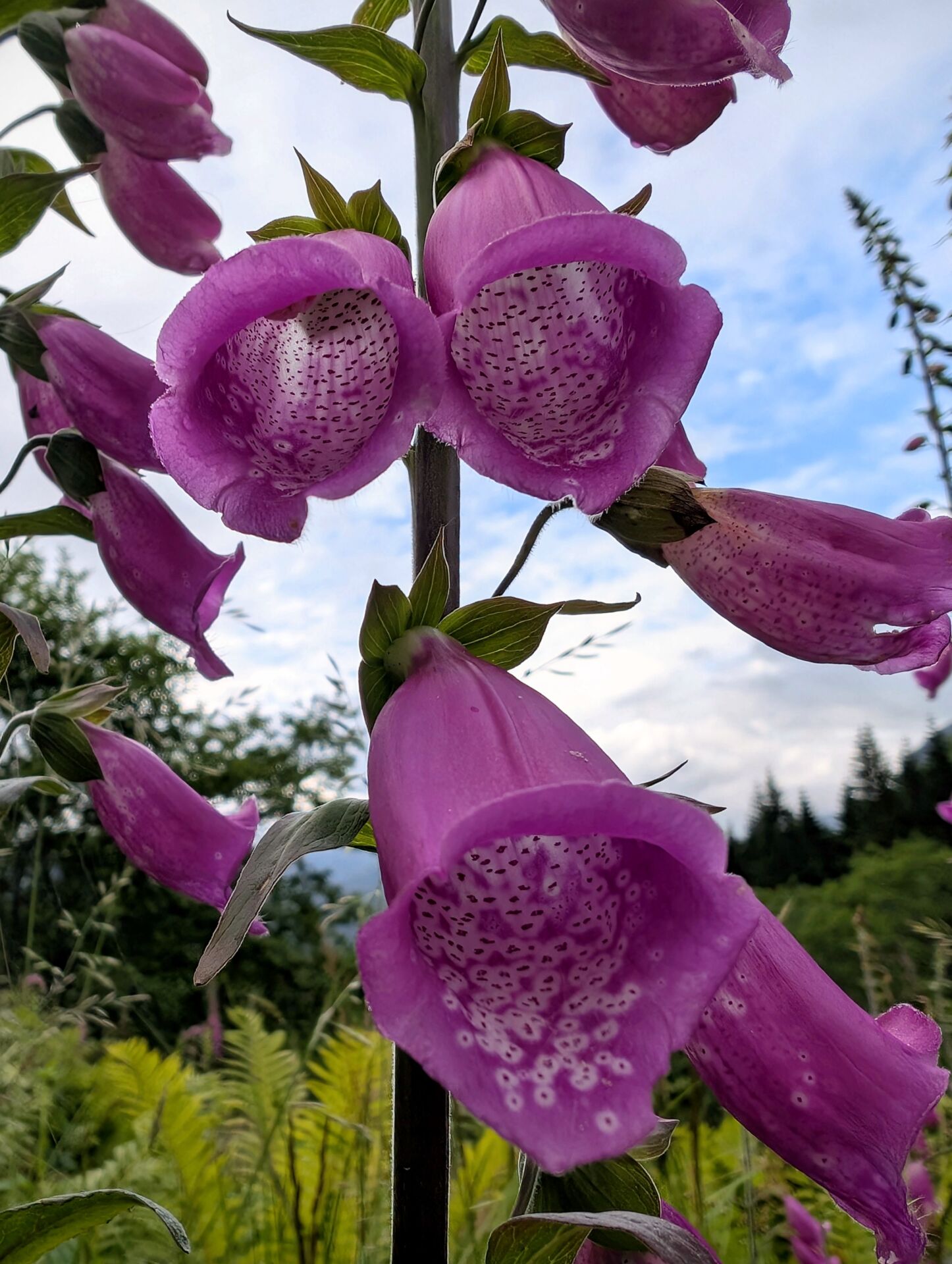Mehrere Blüten des roten Fingerhuts