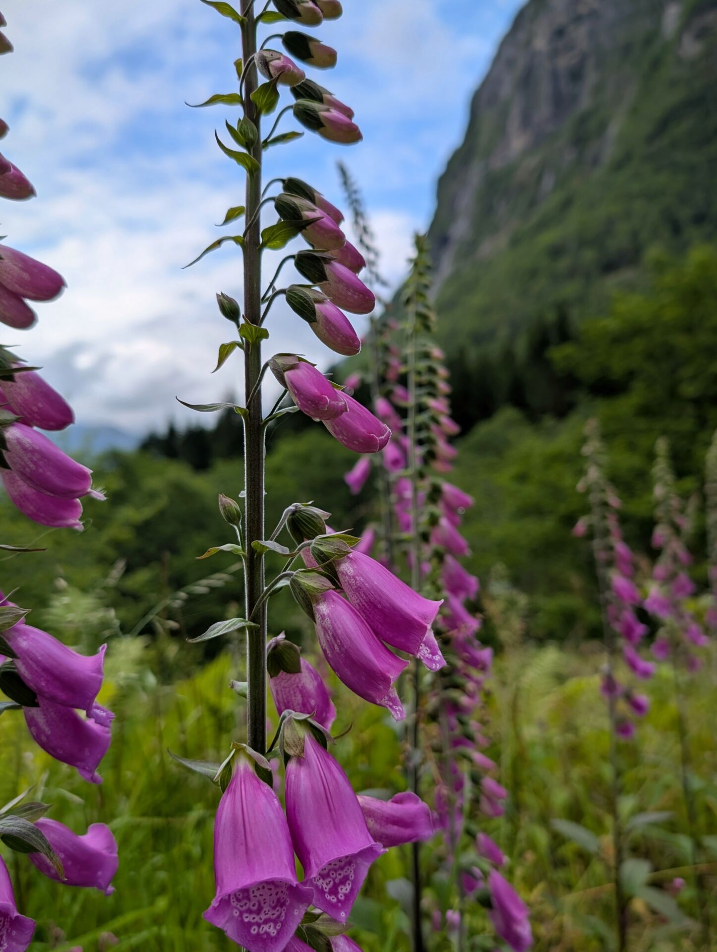 Blüten des roten Fingerhuts