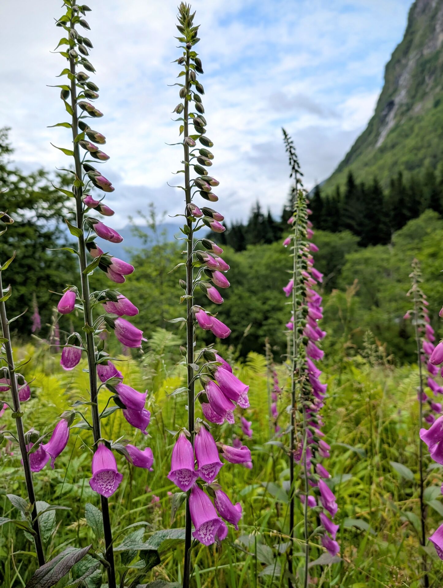 Roter Fingerhut mit verschieden geöffneten Blüten