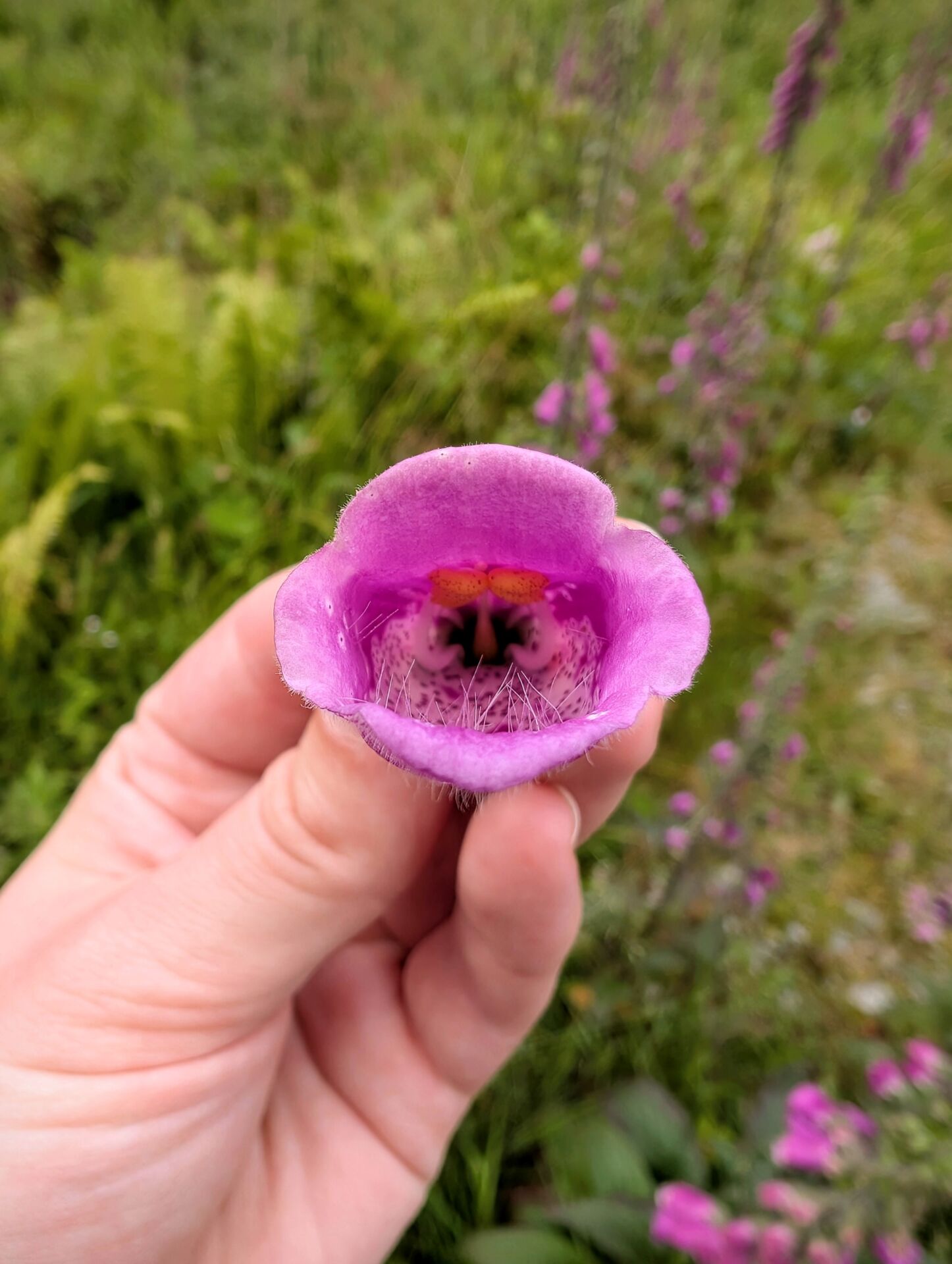 Eine einzelne Blüte des roten Fingerhuts