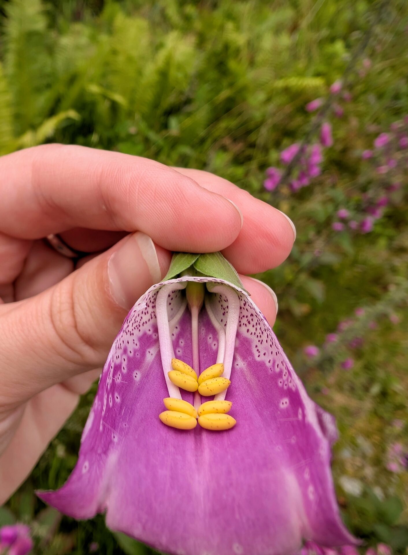 Eine geöffnete Blüte des roten Fingerhuts