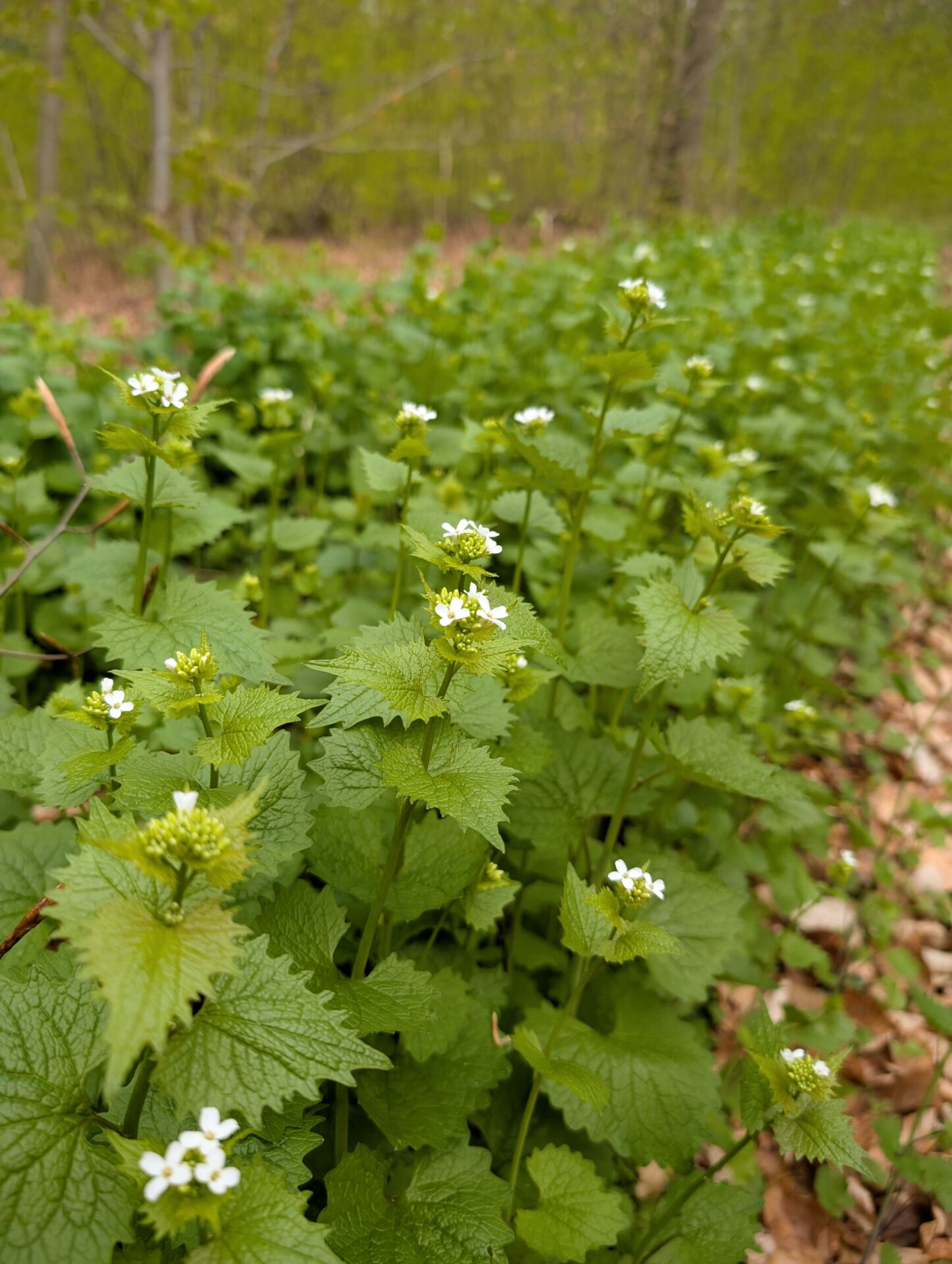 Knoblauchsrauke blühend am Wegrand