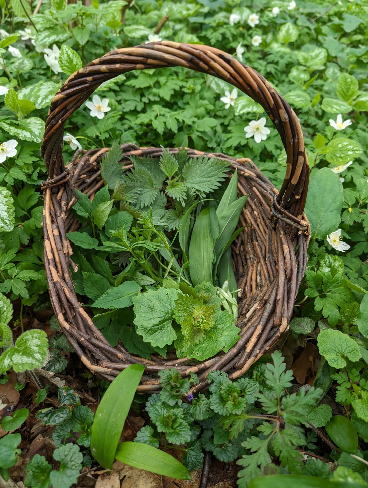 Körbchen mit Wildkräutern