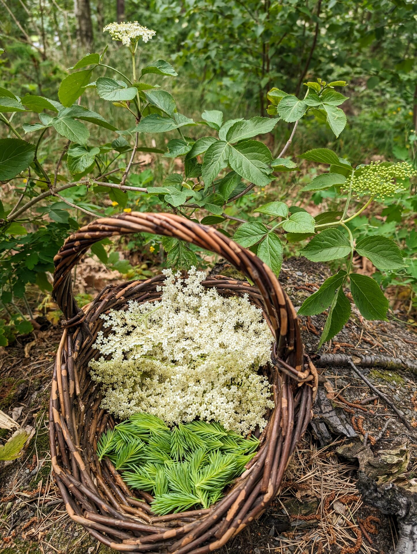 Körbchen mit Wildkräutern
