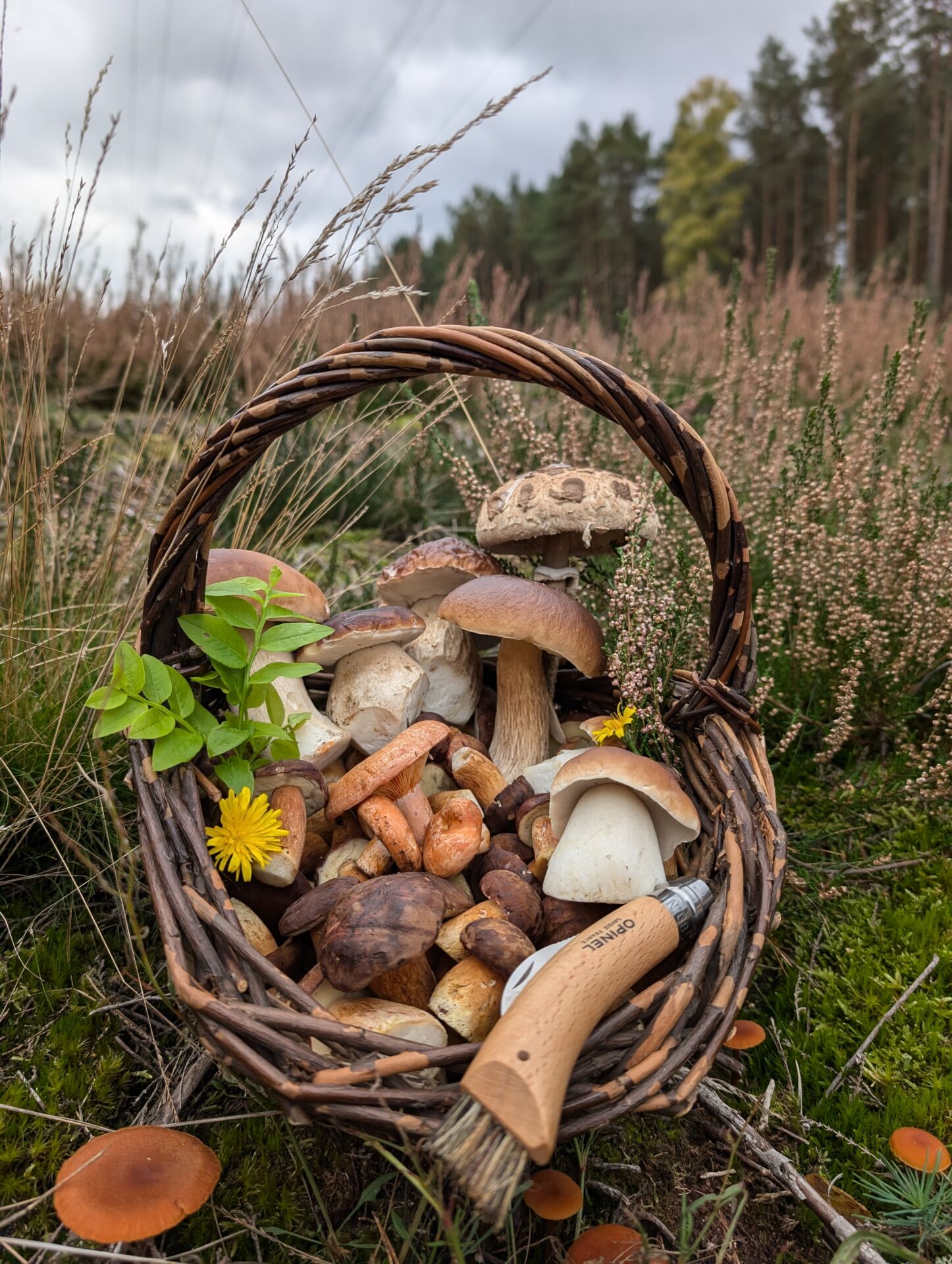 Körbchen mit Pilzen