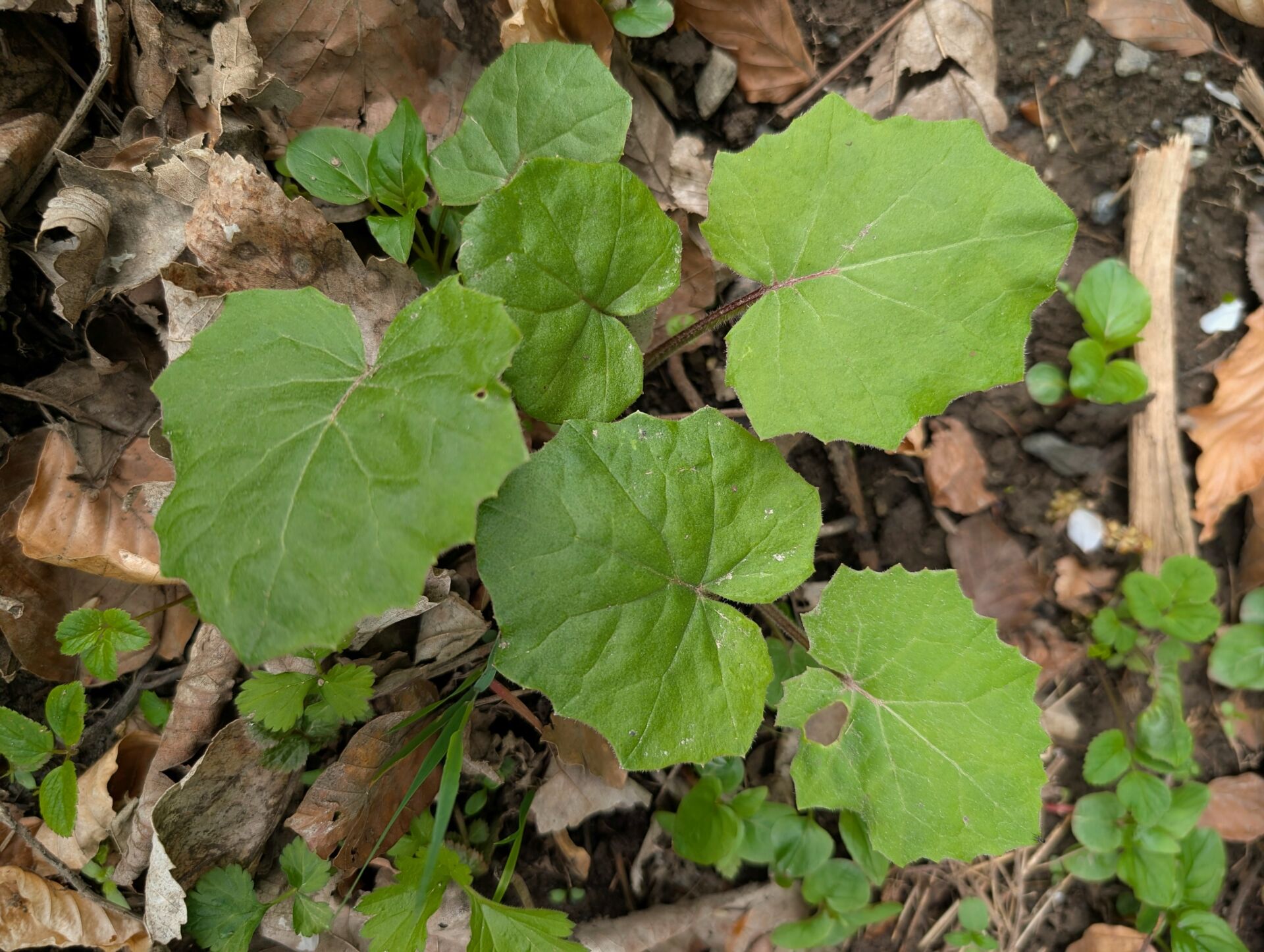 Verblühter Huflattich