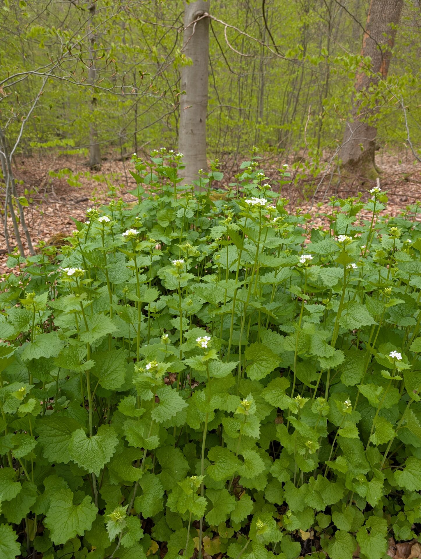Knoblauchsrauke ganz