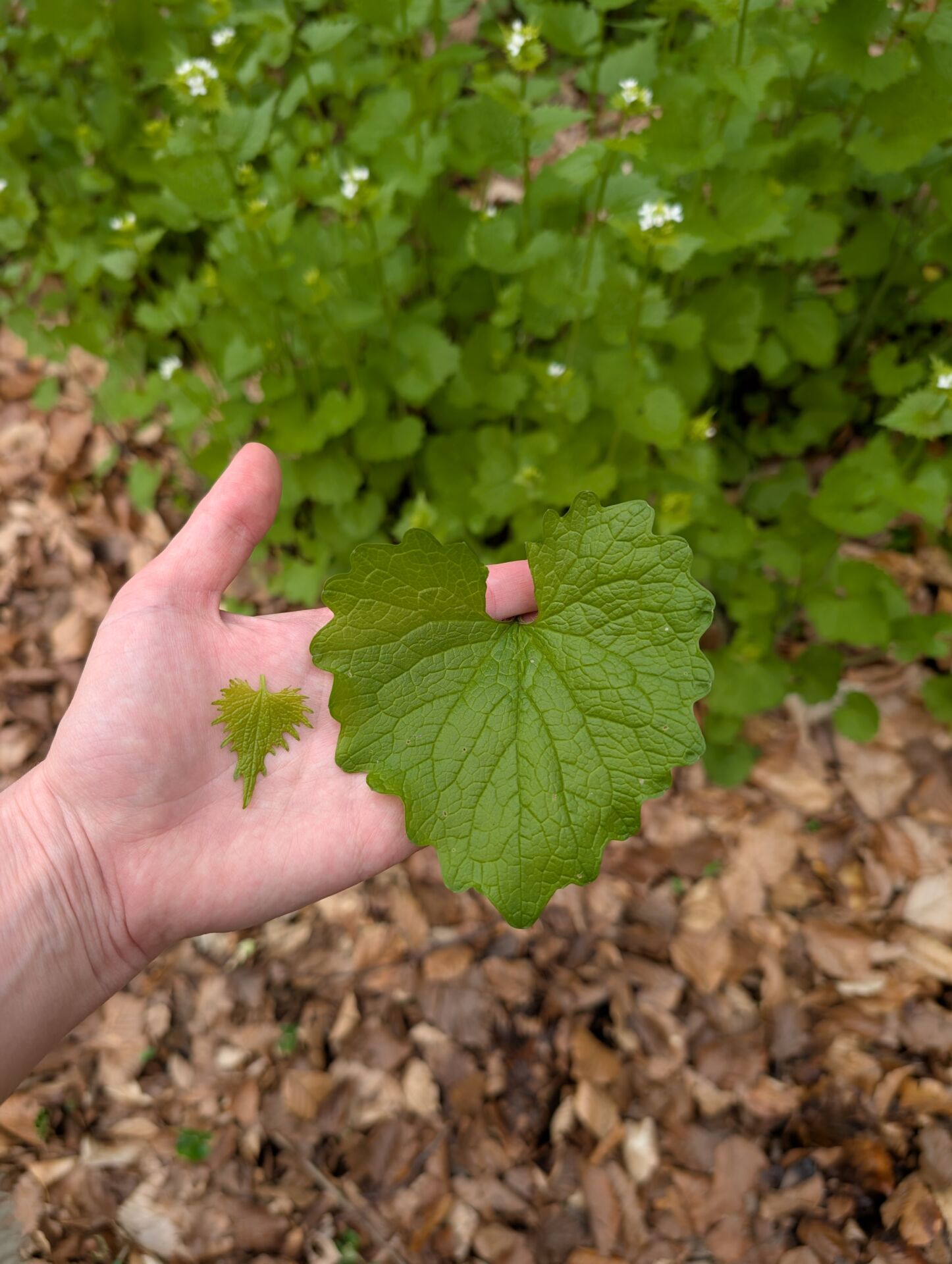 Hand mit zwei Blättern der Knoblauchsrauke