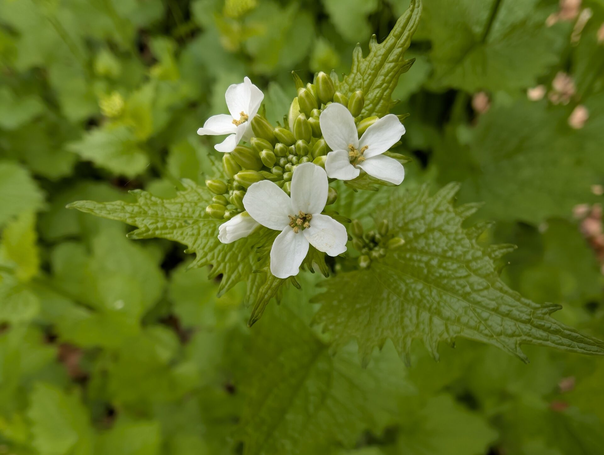 Nahaufnahme Blüte der Knobluchsrauke