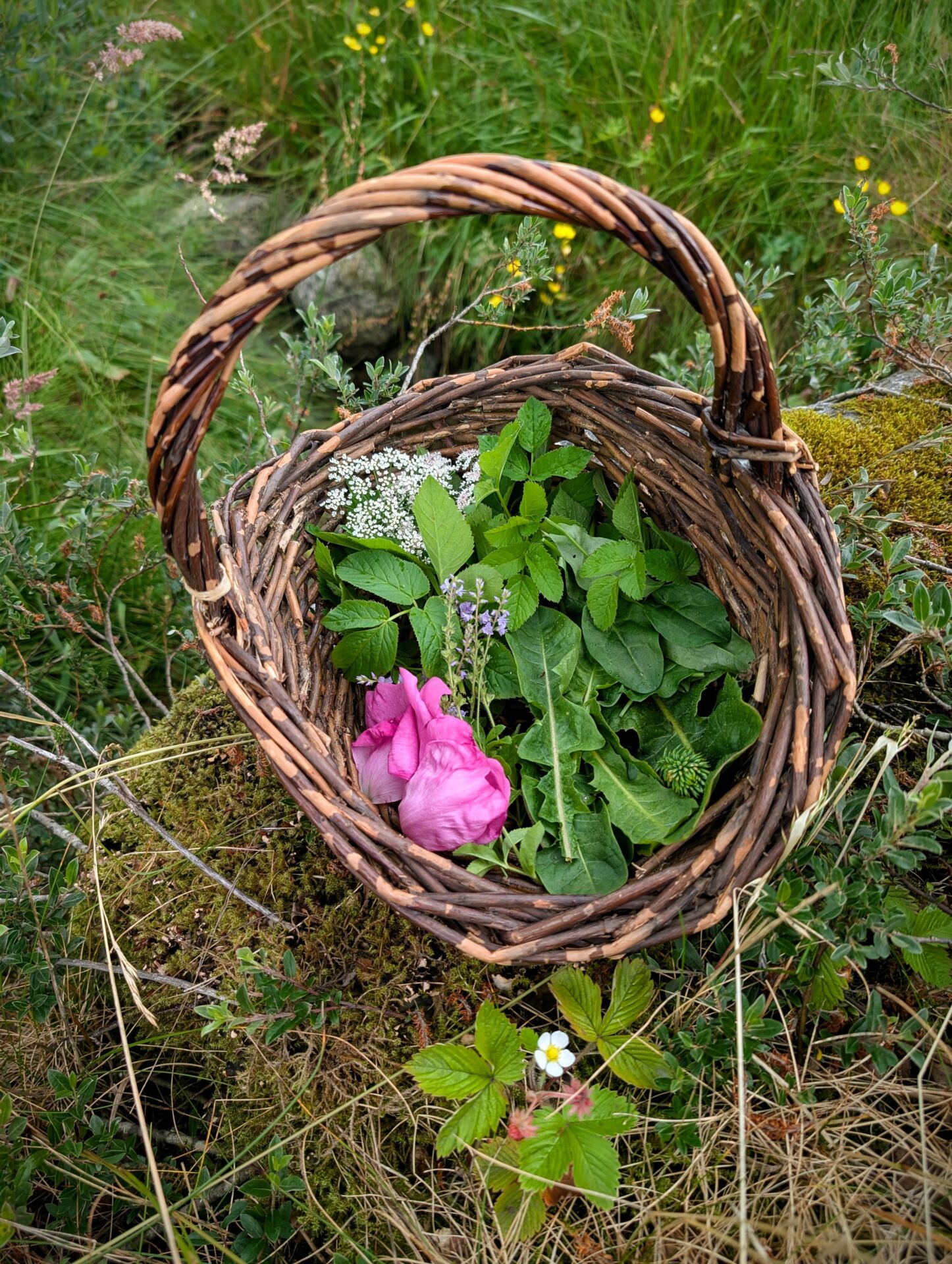 Körbchen mit Wildkräutern