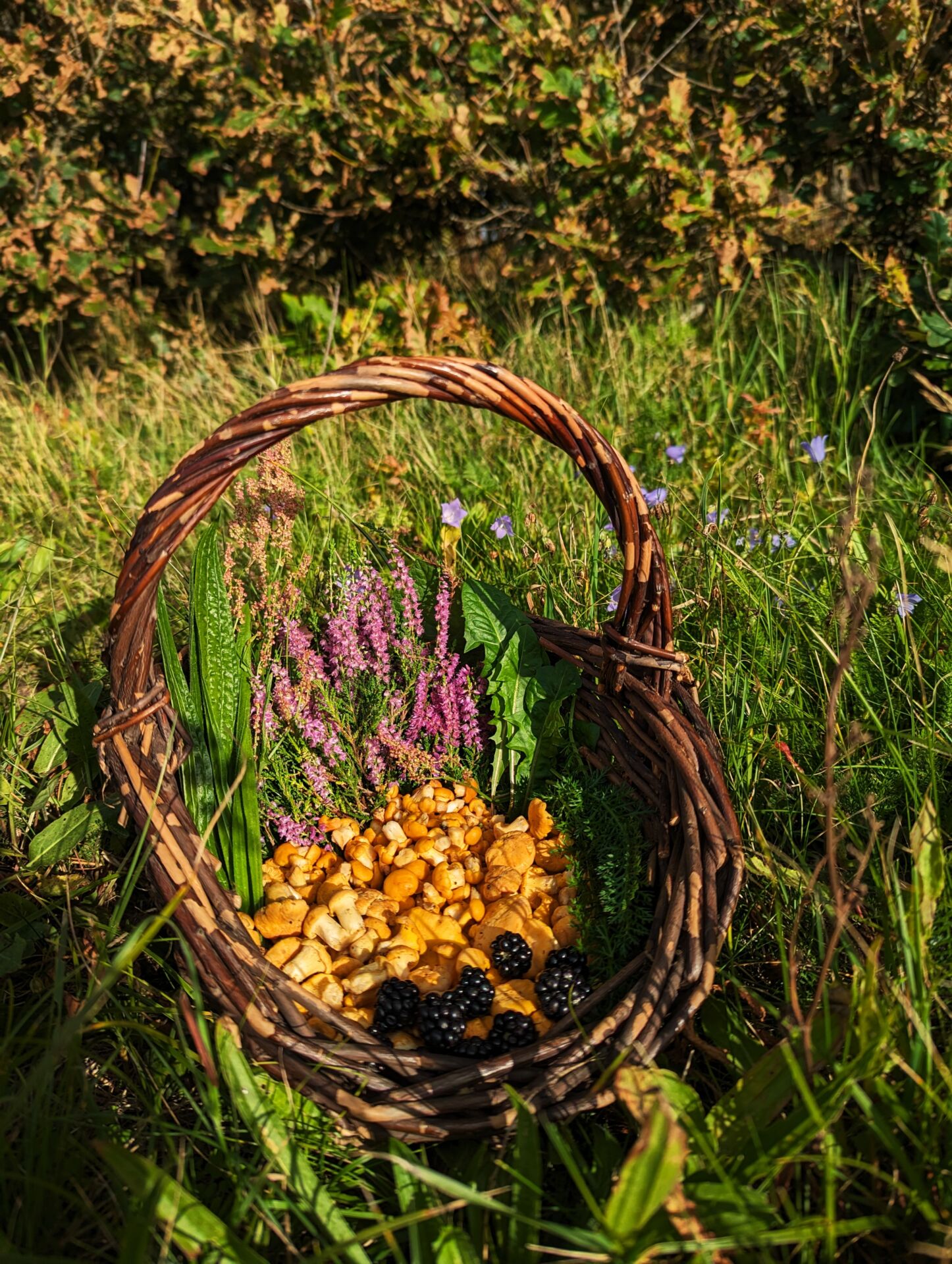 Körbchen mit Pfifferlingen und Beeren