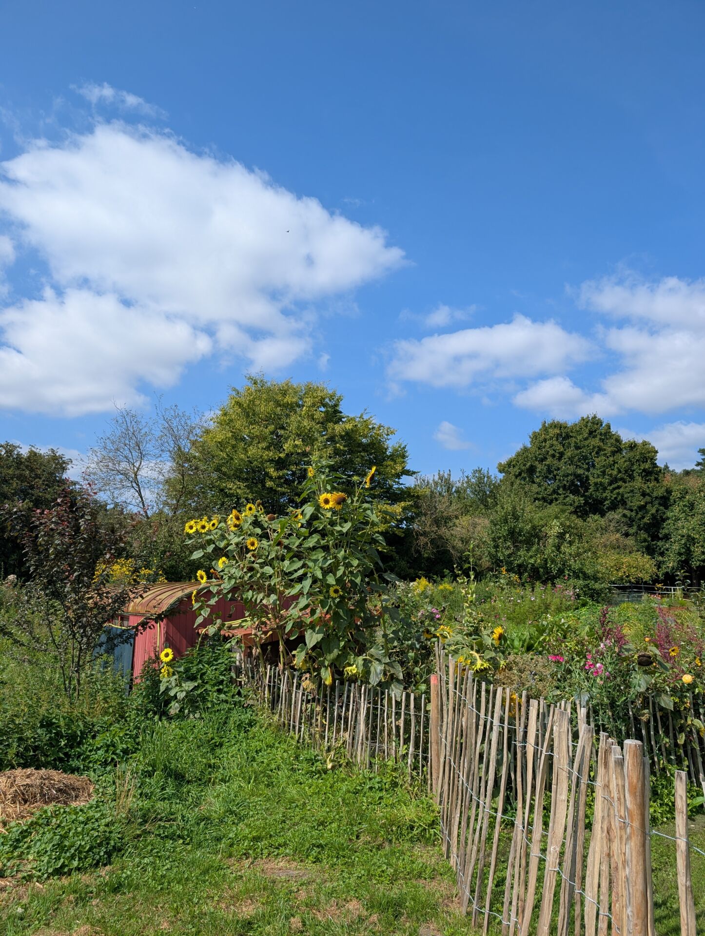 Sonnenblumen auf dem Hof am Moore