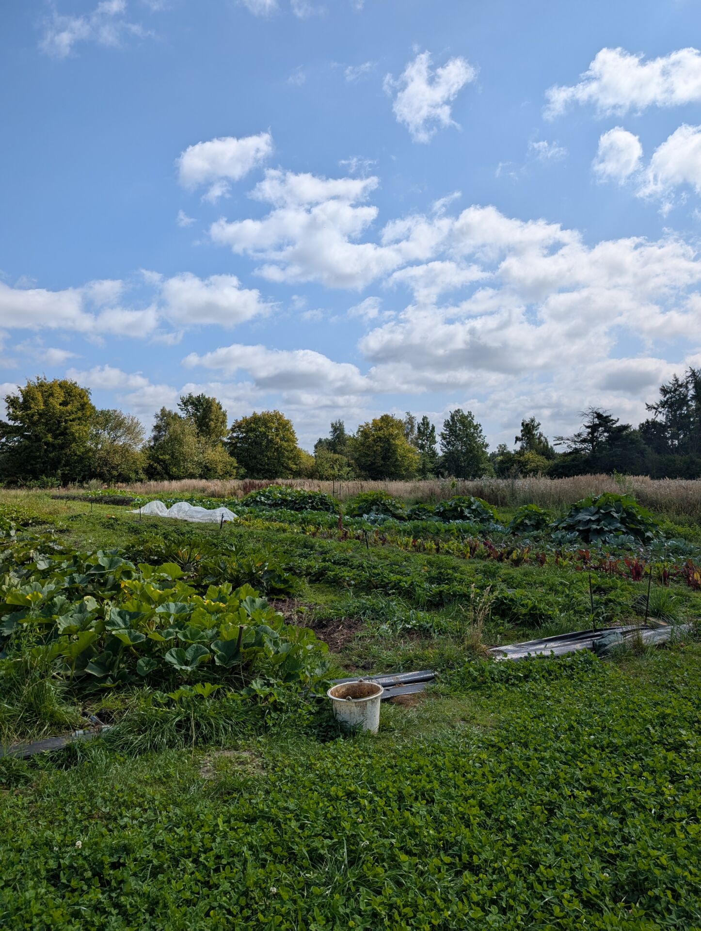 Gemüsefelder auf dem Hof am Moore