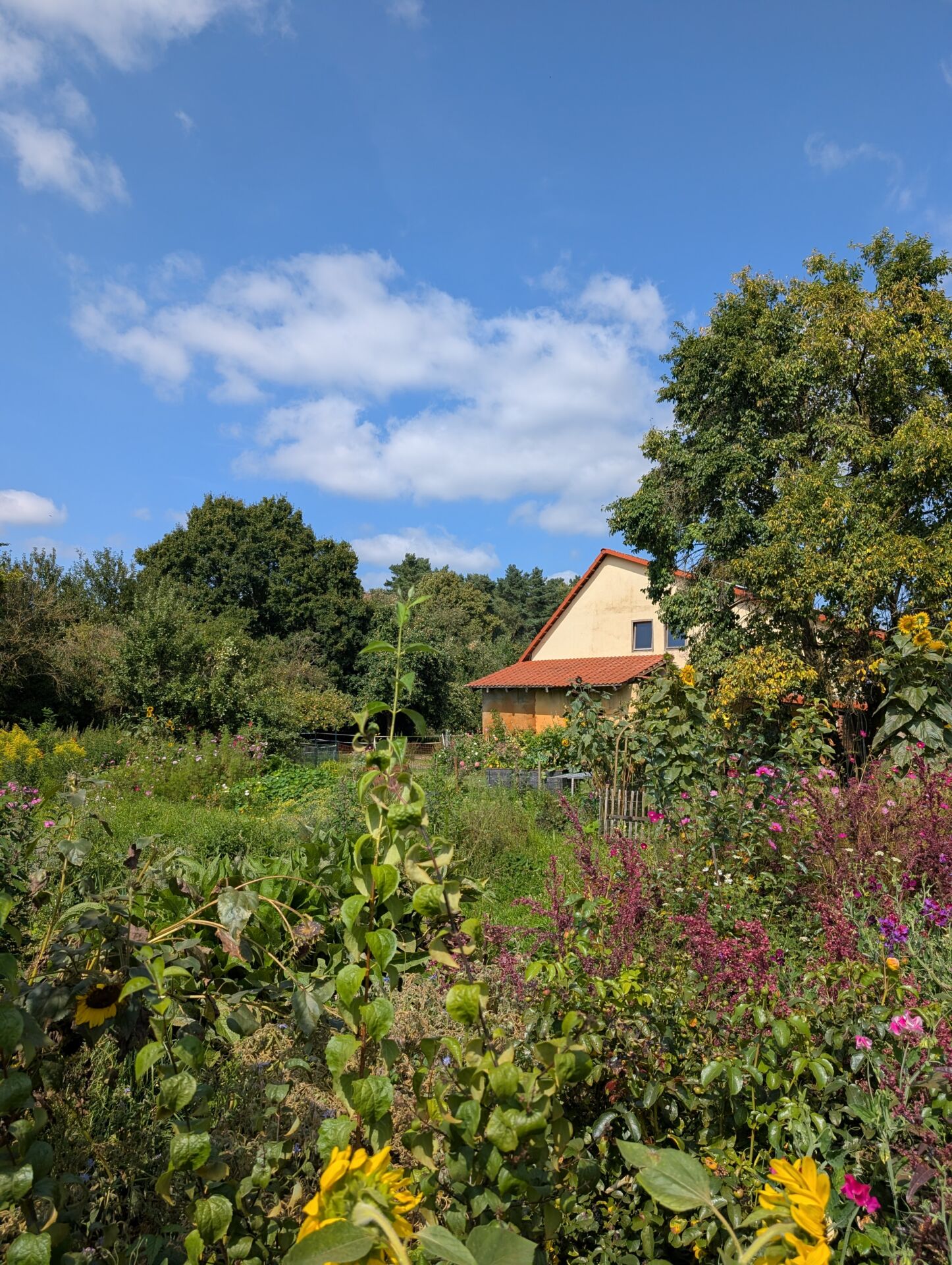 Blick auf ein Haus vom Hof am Moore