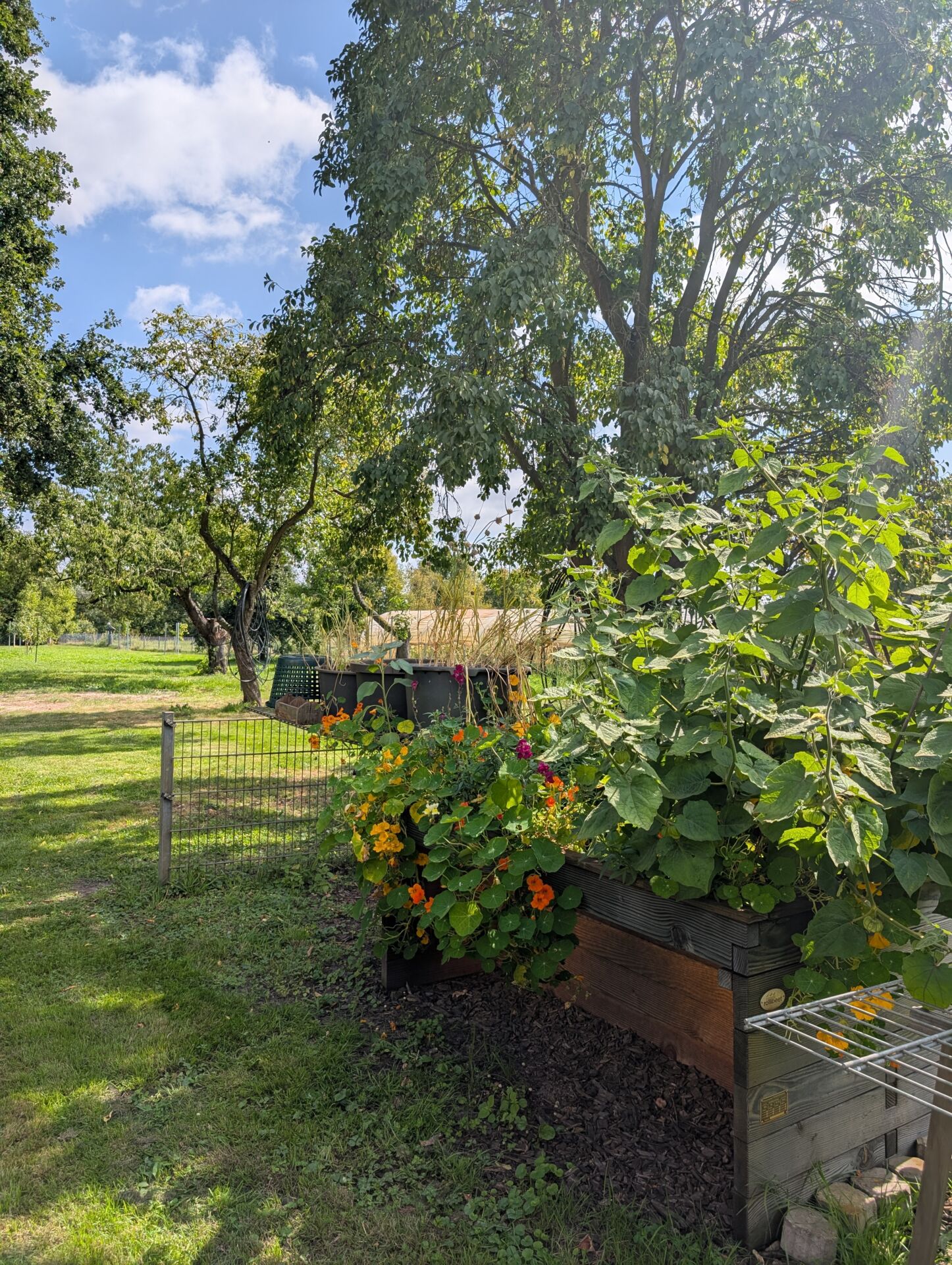 Kressebeet auf dem Hof am Moore