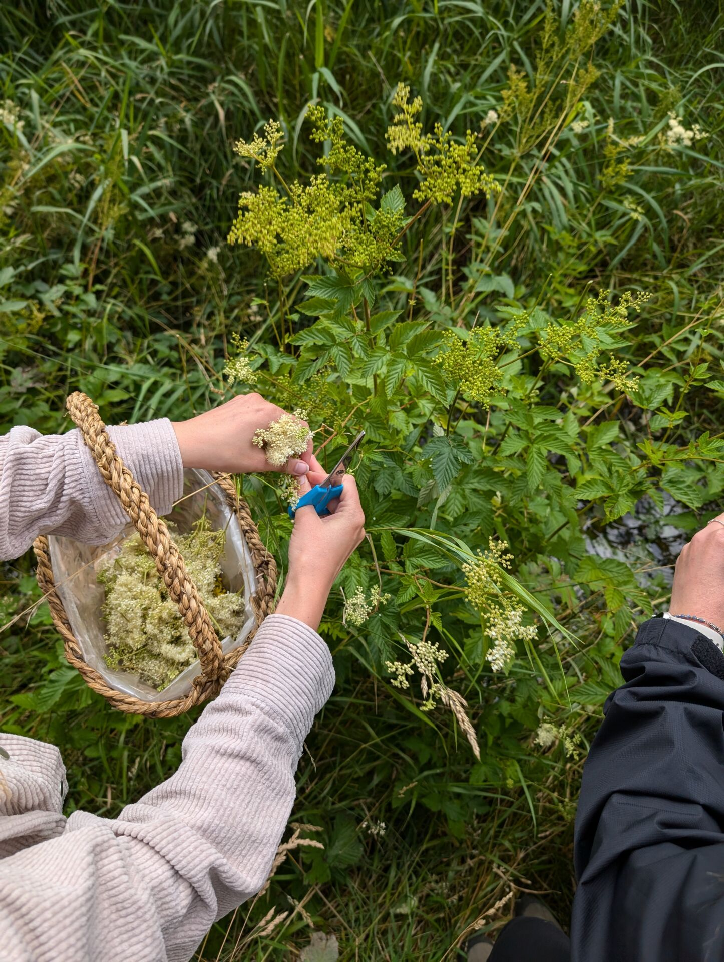 Sammeln von Mädesüßblüten