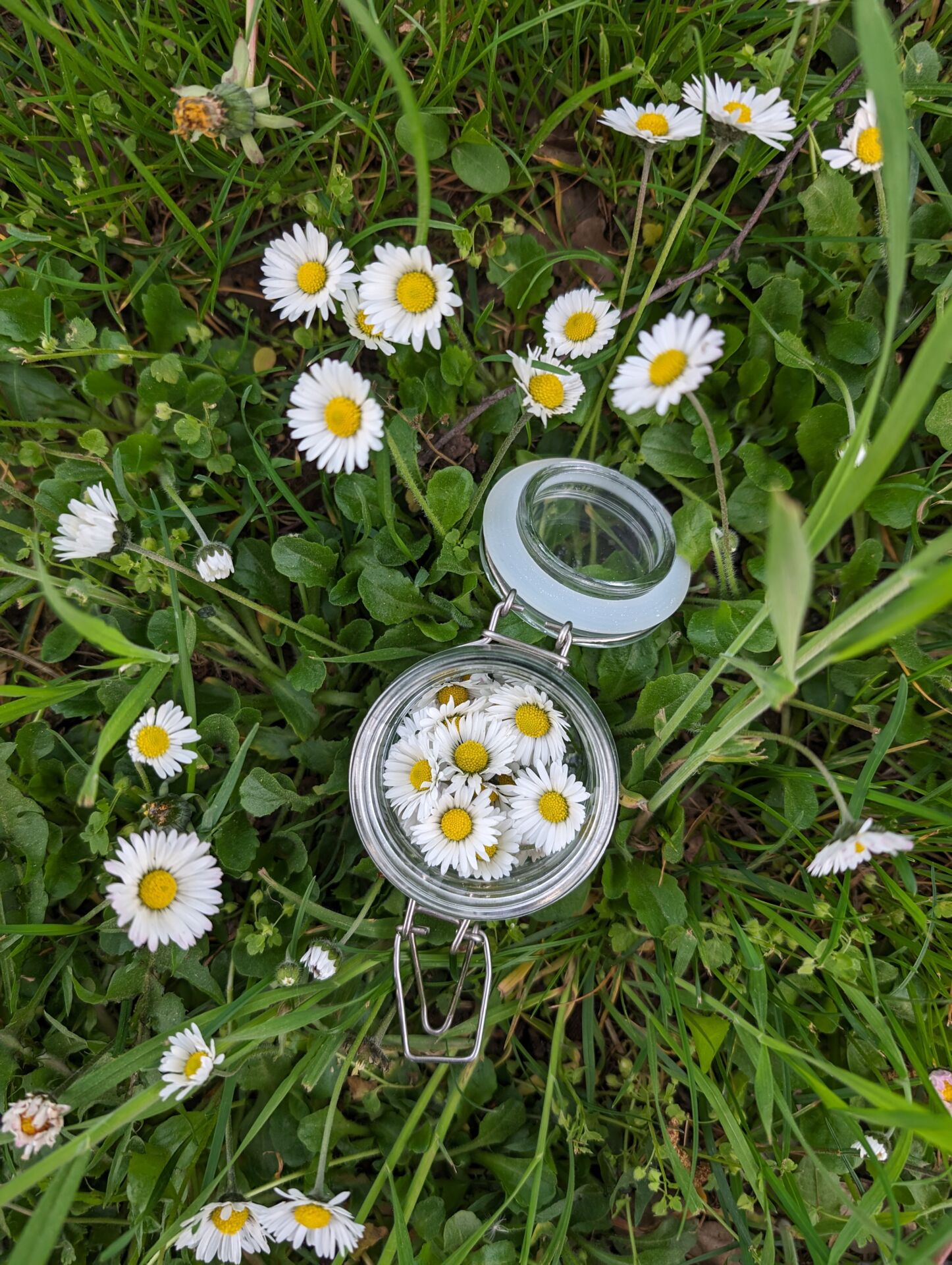 Gänseblümchen im Glas