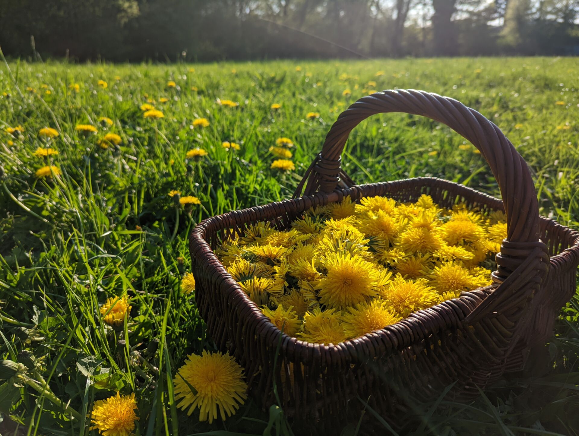 Löwenzahnblüten im Körbchen
