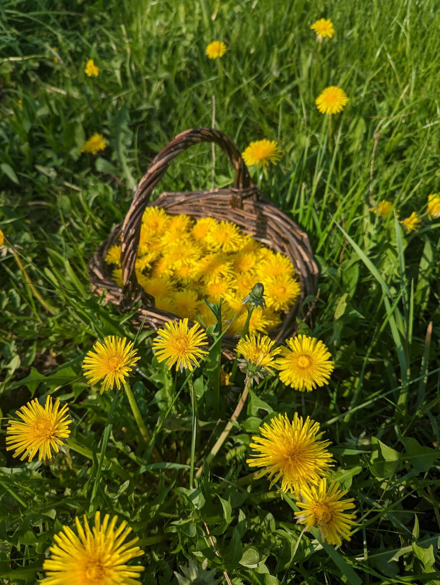 Löwenzahn im Sommer