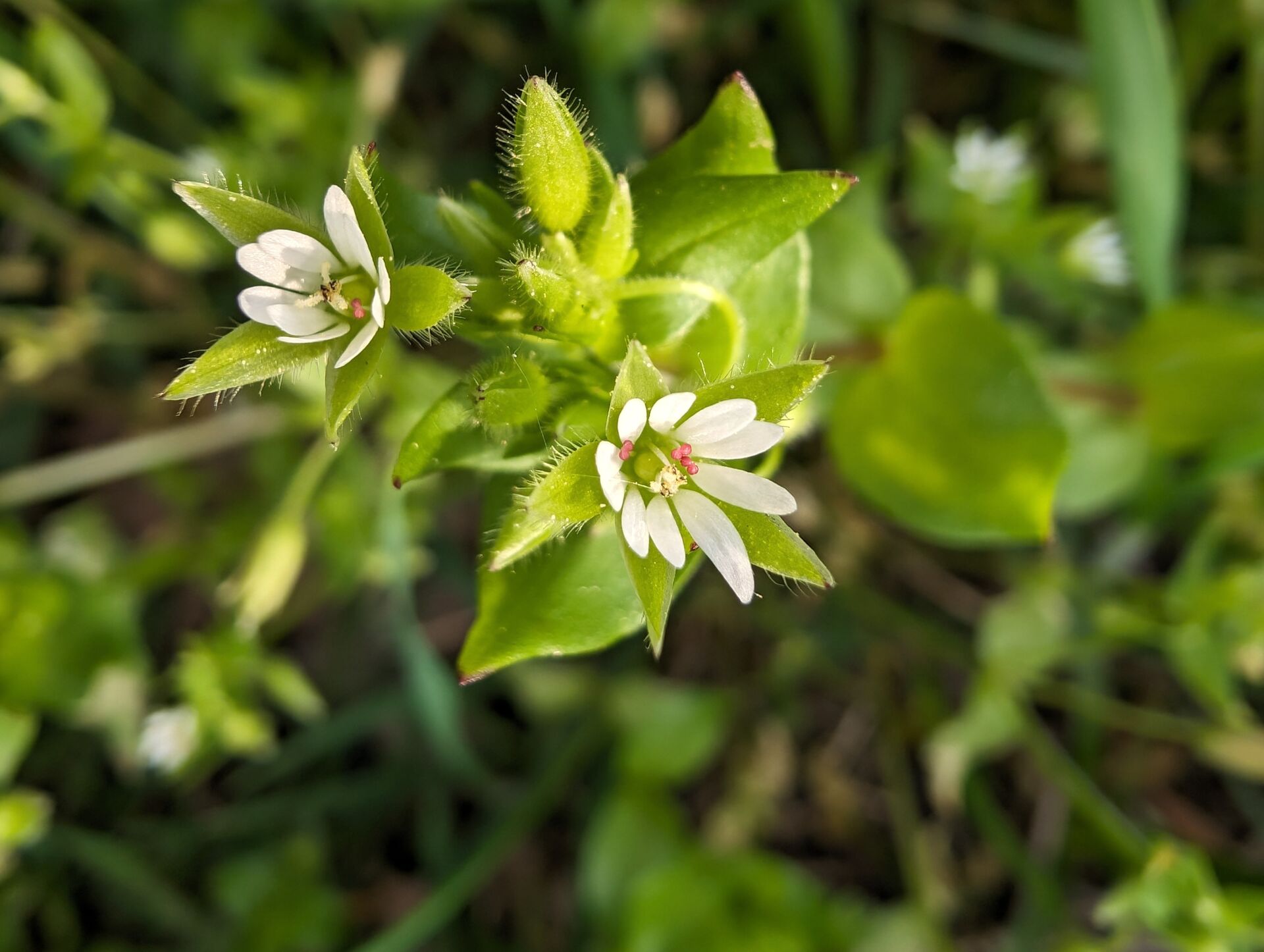 Blüte der Vogelmiere