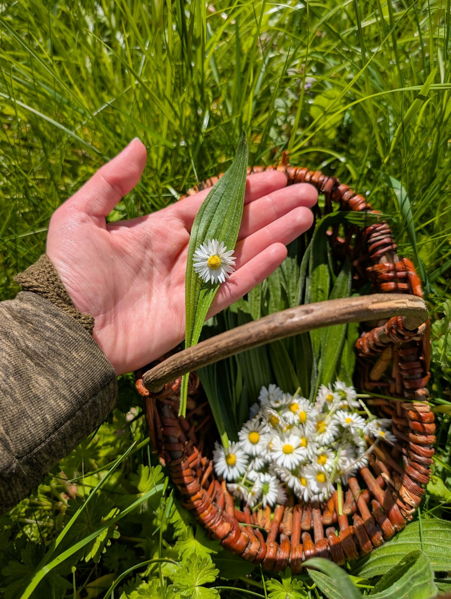 Spitzwegerich und Gänseblümchen sammeln